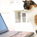 リモート会議中の飼い主　上司が重要な話をした瞬間→愛猫の”まさかな行動”に「主役を奪うとは…」「笑った」 画像