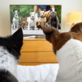 テレビを見る愛犬　小型犬が映った瞬間→まさかのアピールに「思わず笑った」「健気だ」 画像
