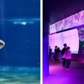 サメの種類日本一、大洗水族館で特別バックヤードツアー6/22 画像