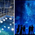 大洗水族館（イメージ）
