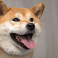 ペットハウスに喜ぶ柴犬　中で暴れていると勢い余り…「笑いが止まらない」 画像