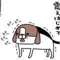 食いしん坊の愛犬・梅吉。「おやつを食べたすぎて」震え始めたその後に、まさかの…!!【パンダと犬 ＃５】 画像