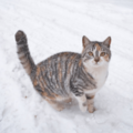 雪の日に外に出た猫。16歳になった現在の様子に…「まるで犬」「常識は当てはまらない」 画像