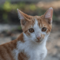 やせ細った子猫を保護した家族　1年後の様子に→「美しい猫」「人見知りだったのに」 画像