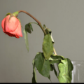 瀕死状態だった薔薇の苗　2年後の姿に…「満開の美しい花」「植物は本当に強い」