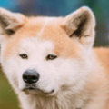 一人にしか懐かない秋田犬…散歩に行くと「忠犬じゃないの？」⇒愛犬の”まさかの行動”に驚いたワケとは！？