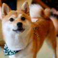 敏感すぎる柴犬…禁句の”おふろ”を言い換えたら⇒まさかの状態に「思わず笑った」 画像