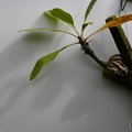 アリ植物の一種・ミルメコディア　ツベロサ