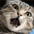 いつも飼い主に擦り寄る猫　しかし帰ってきた瞬間⇒猫「くさっ！」まさかの理由に「え？」「そんなに？」 画像