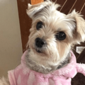 ご飯待ちの愛犬…いつもはお座りだけど⇒ご飯直前に”まさかのポーズ”で「ごめんね」「かわいすぎ！」 画像