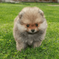 生後6ヶ月のポメラニアン…飼い主がいたずらを□ると⇒愛犬の”拗ねたときの行動”に「かわいい」 画像