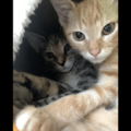 動物病院で…「鍵をかけたはずなのに！」愛猫の”まさかの行動”で⇒獣医「この子たちは頭がいい」