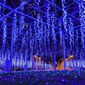 あしかがフラワーパークで人気イルミ「光の花の庭～Flower Fantasy～」500万球超えの輝きに香りの演出プラス 画像