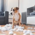 仕事から帰宅した飼い主　部屋がぐちゃぐちゃで…⇒犬2匹の“反応の違い”に「思わず笑った」 画像