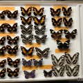 チョウの仲間の乾燥標本