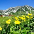 夏の室堂（花の見頃は年により異る）