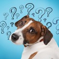 「尻尾を“脚”と呼んだ場合、犬の脚は何本？」著名投資家ウォーレン・バフェット氏が紹介したなぞなぞに隠された「おいしい話」に騙されないための考え方 画像