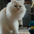 カタールの保護猫たちを大移送『猫たちと7000マイルの旅』監督インタビュー　入場者特典＆Tシャツ販売も決定 画像