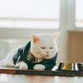 『高校生家族』©仲間りょう/集英社 ©2027 映画「高校生家族」製作委員会