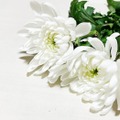 脚本家・倉本聰さん死去 享年91 画像