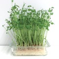 野菜なのにたんぱく質が豊富⁉「豆苗」の栄養、実はすごかった！医師が健康メリットを解説 画像