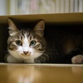 箱から子猫が何匹も…ぎゅうぎゅうになりながら出てくる姿が可愛い！