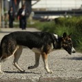 W杯準備のロシア、また野良犬と猫を大量処分か 画像