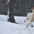 雪に包まれる札幌の練習場、公式Twitterの紹介に配慮があふれる