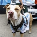 ピッチに乱入した犬、シュートを止めて話題に