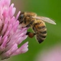 ピッチに「蜂の群れが侵入」するとこうなる…驚きの映像がこれ