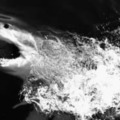 21歳のサッカー選手、サメに食い殺される 画像
