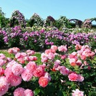 万博記念公園「春のローズフェスタ」5/10-6/8 画像