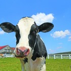 茨城・埼玉県民デー「マザー牧場、子供入場無料など」11/8-16 画像