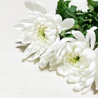 元A.R.Bギタリスト白浜久さん死去 享年69 福山雅治デビューアルバムなど手掛ける 画像