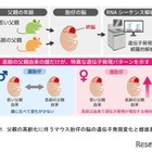 父親の高齢化による脳遺伝子発現に性差…東北大がマウス研究 画像