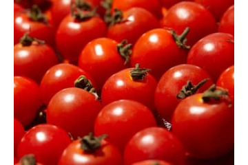 1000粒に1粒だけ。ワンランク上の高級トマトで上質なおうちご飯を 画像
