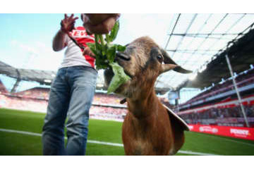 ブンデス再開もマスコットはダメ！「愛されヤギ」も10年ぶりお休み 画像