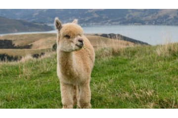 「ピッチにアルパカが乱入」するモフモフ動画がこれ 画像