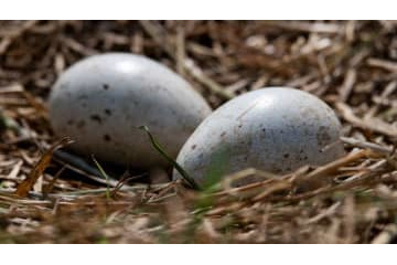 生命の奇跡…サッカーの試合中、鳥がピッチに卵を生む 画像