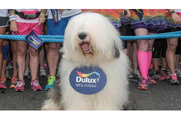 トッテナム新スポンサー、皮肉ジョークで物議！「彼らよりウチの犬のほうが…」 画像