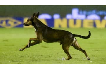 ボールが好き過ぎる犬が試合に乱入！選手を股抜きする 画像