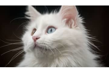 12日開幕！”3日で3試合”「地域チャンピオンズリーグ」のだいたい 画像