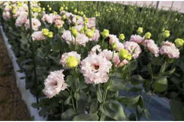 トルコギキョウ、色鮮やかに 画像