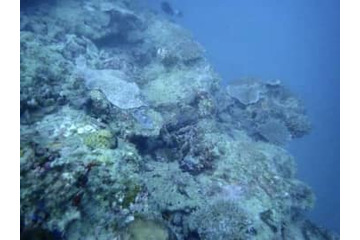 辺野古サンゴ移植を容認 画像