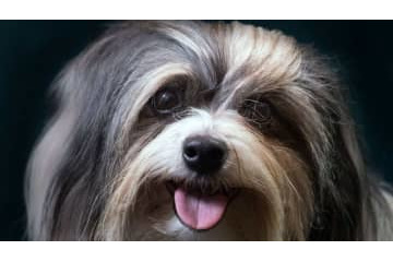 インモービレ、子犬とたわむれる 画像