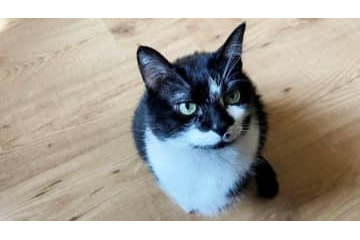 ネコ虐待のズマは見習え！試合に乱入した猫を丁重に扱う3部選手が話題に 画像