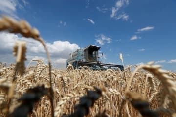 小麦輸入価格17％上昇 画像