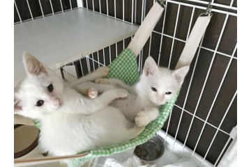 動物虐待摘発21年最多170件 画像