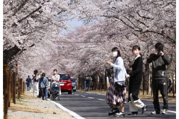 福島・富岡町「夜の森」桜まつり 画像
