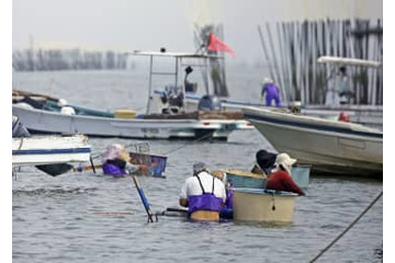 熊本で2カ月ぶりアサリ漁再開 画像